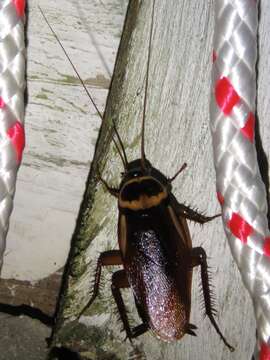 Image of Australian cockroach