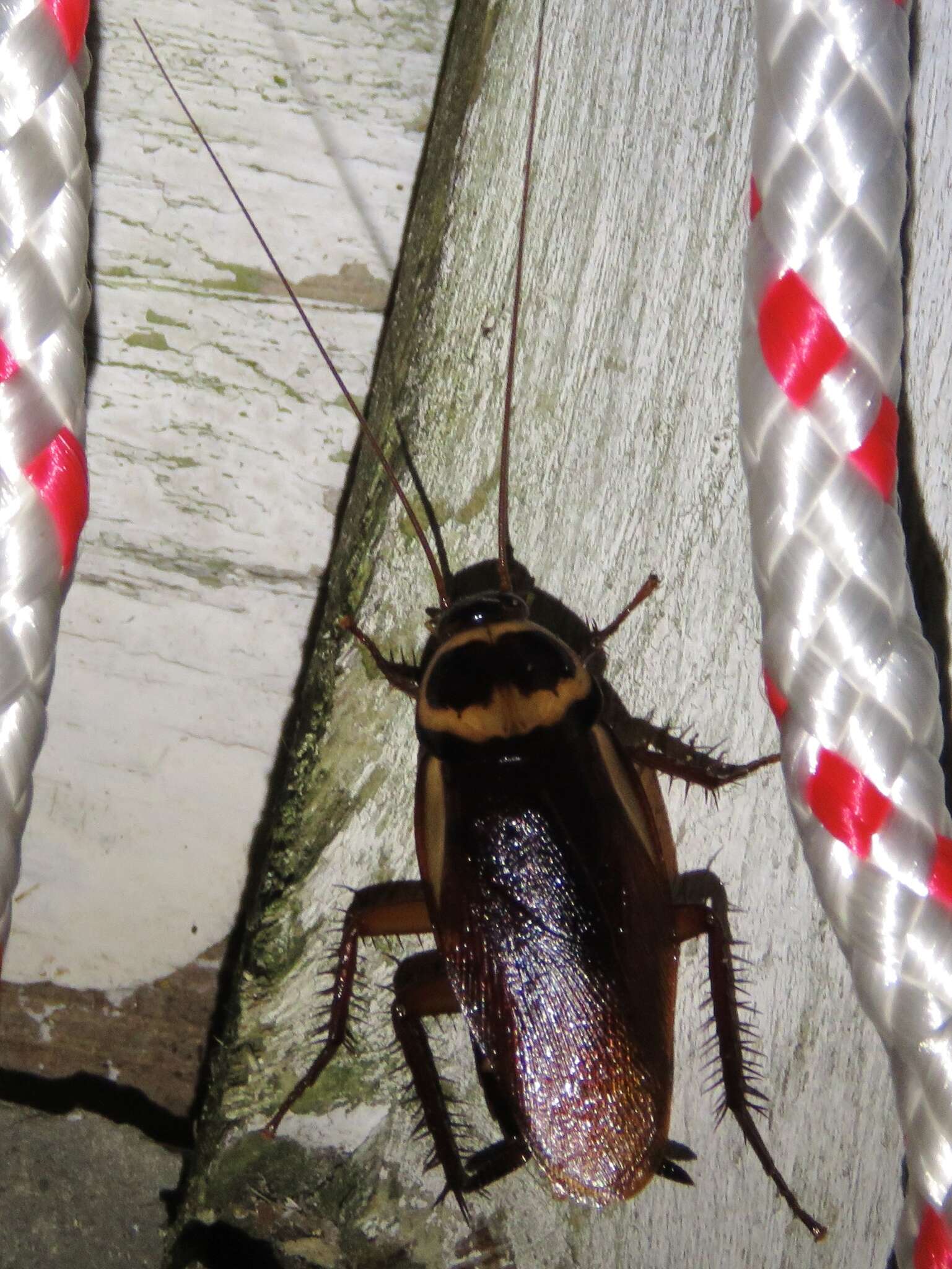 Image of Australian cockroach