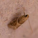 Ancylosis convexella Lederer 1855 resmi