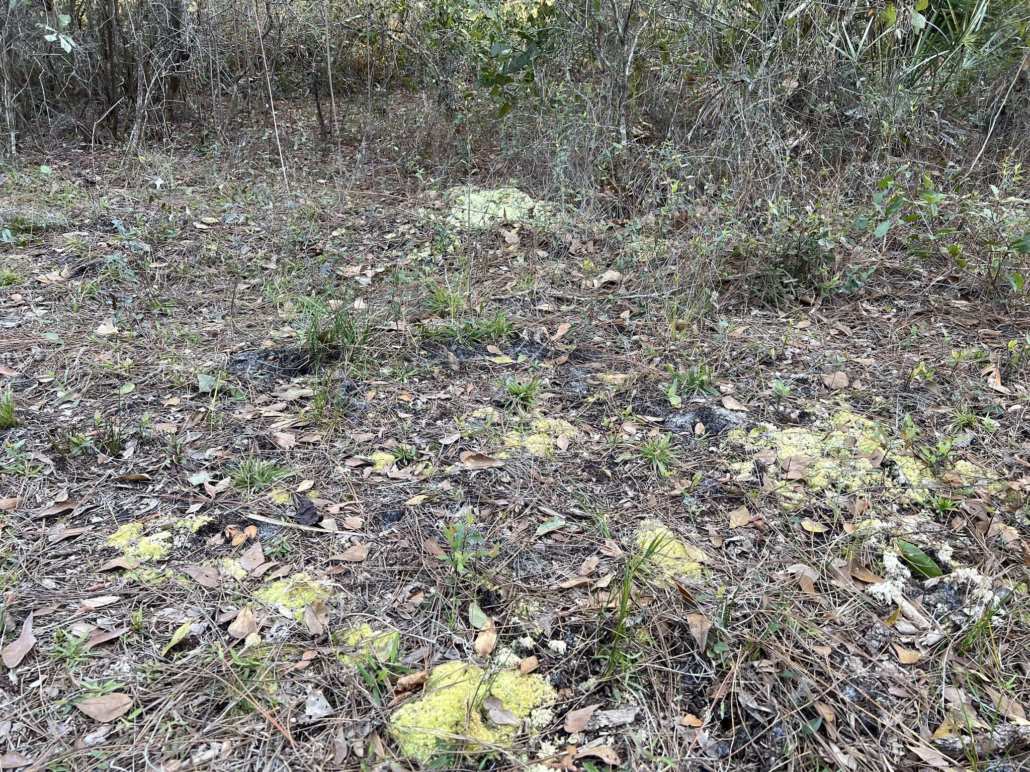 Image of pale bog-moss