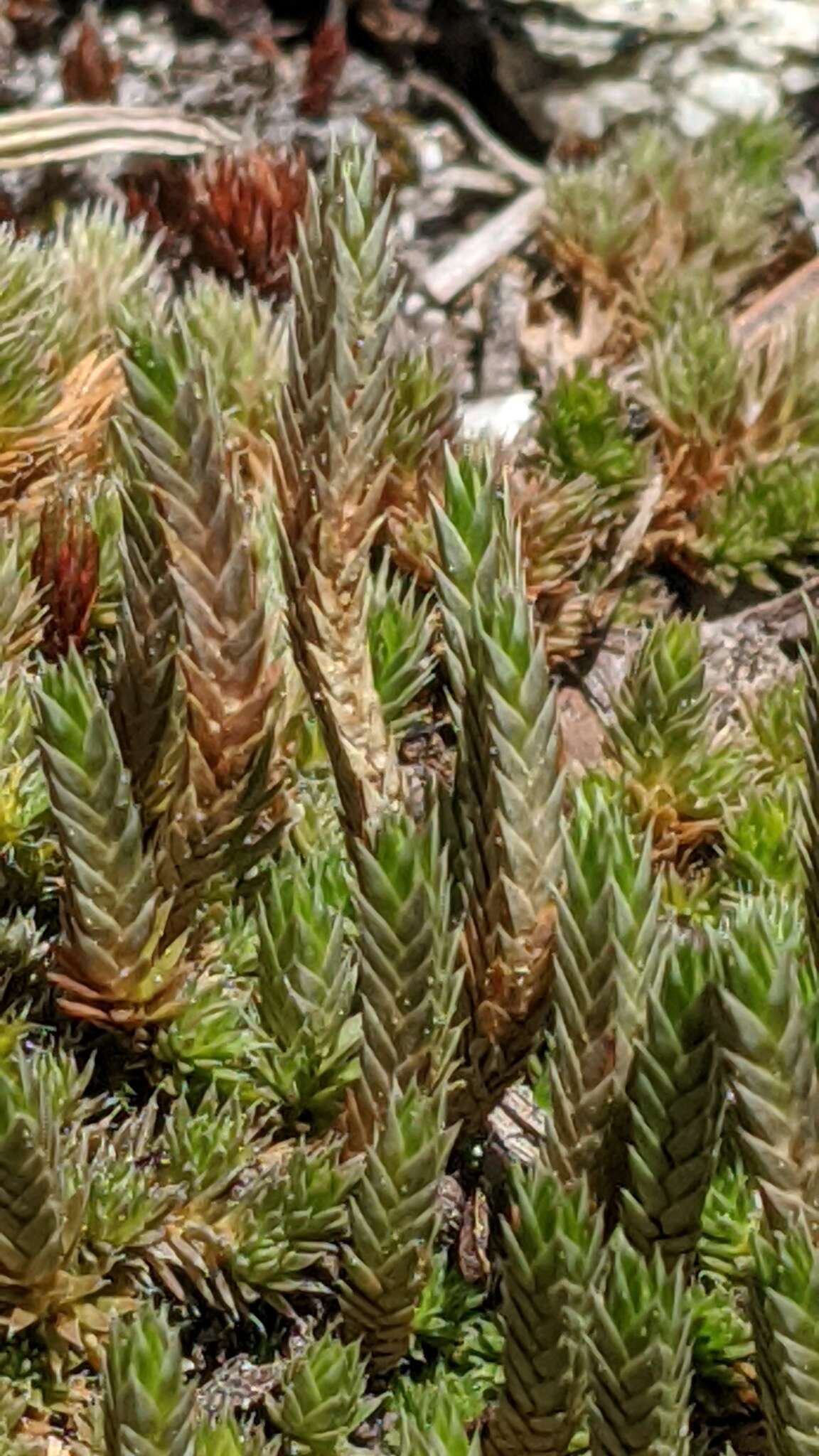 Selaginella densa var. scopulorum (Maxon) R. Tryon resmi