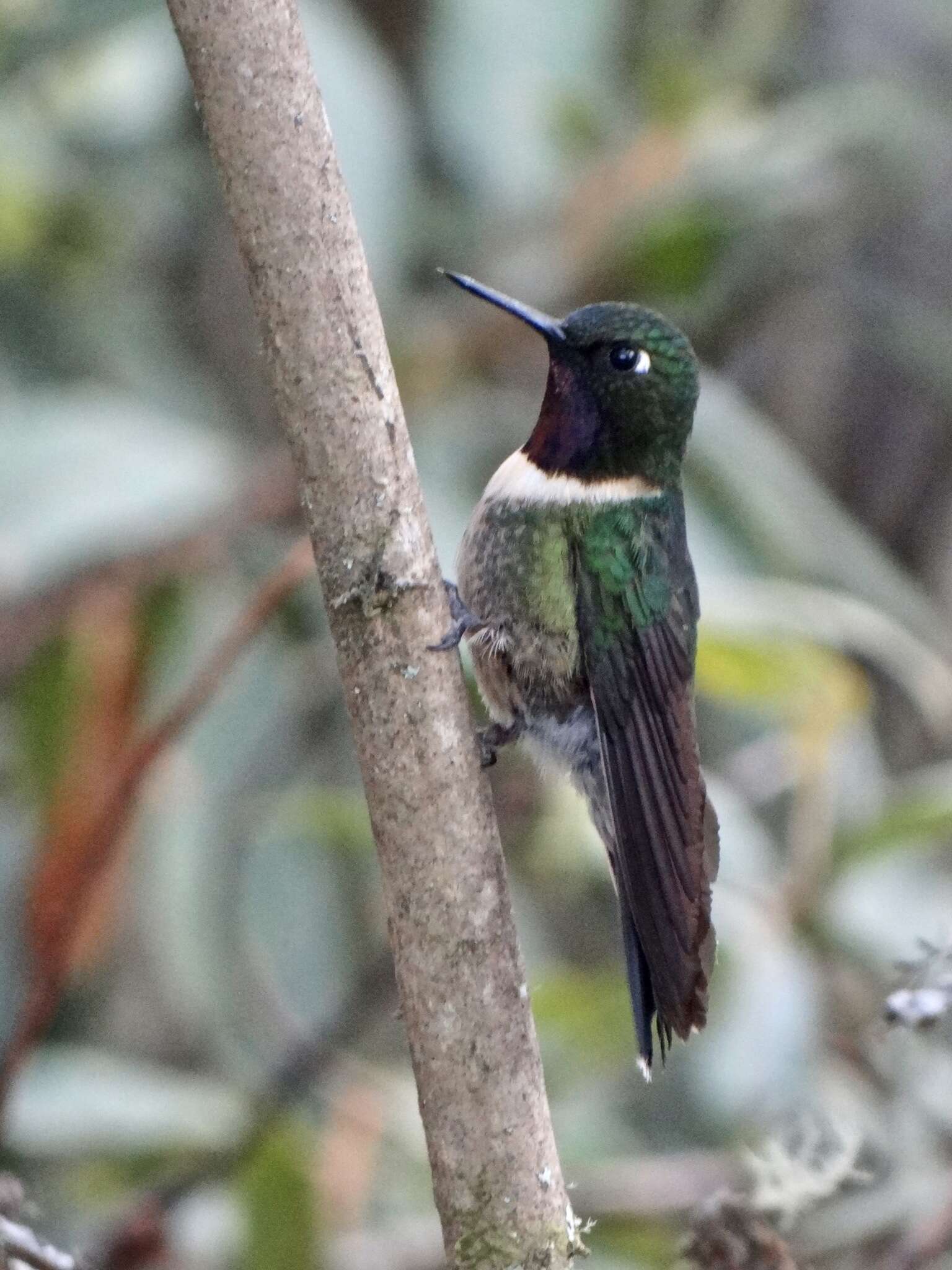 Image of Amethyst-throated Sunangel