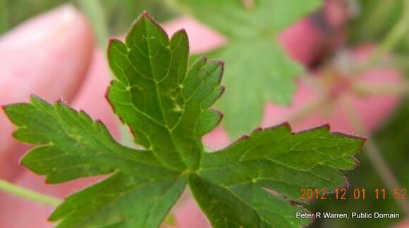 Image of Geranium pulchrum N. E. Br.