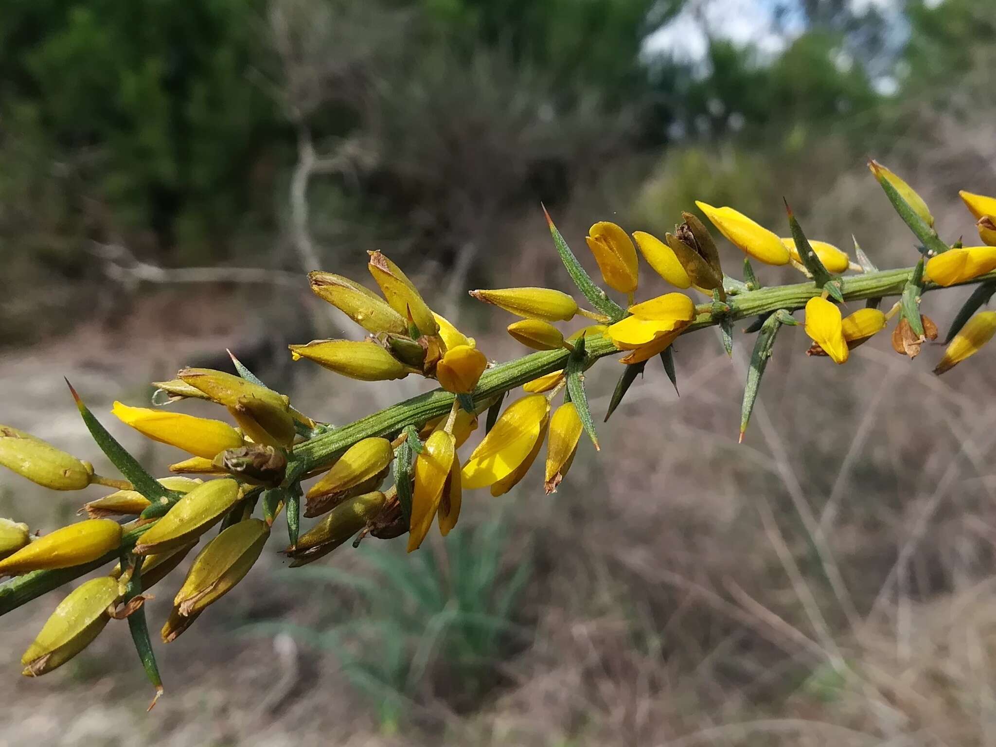 Sivun Ulex argenteus subsp. subsericeus (Cout.) Rothm. kuva