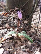 Image of Dog tooth lily