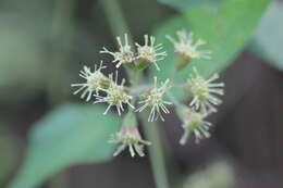 Image of Koanophyllon longifolia (B. L. Rob.) R. King & H. Rob.