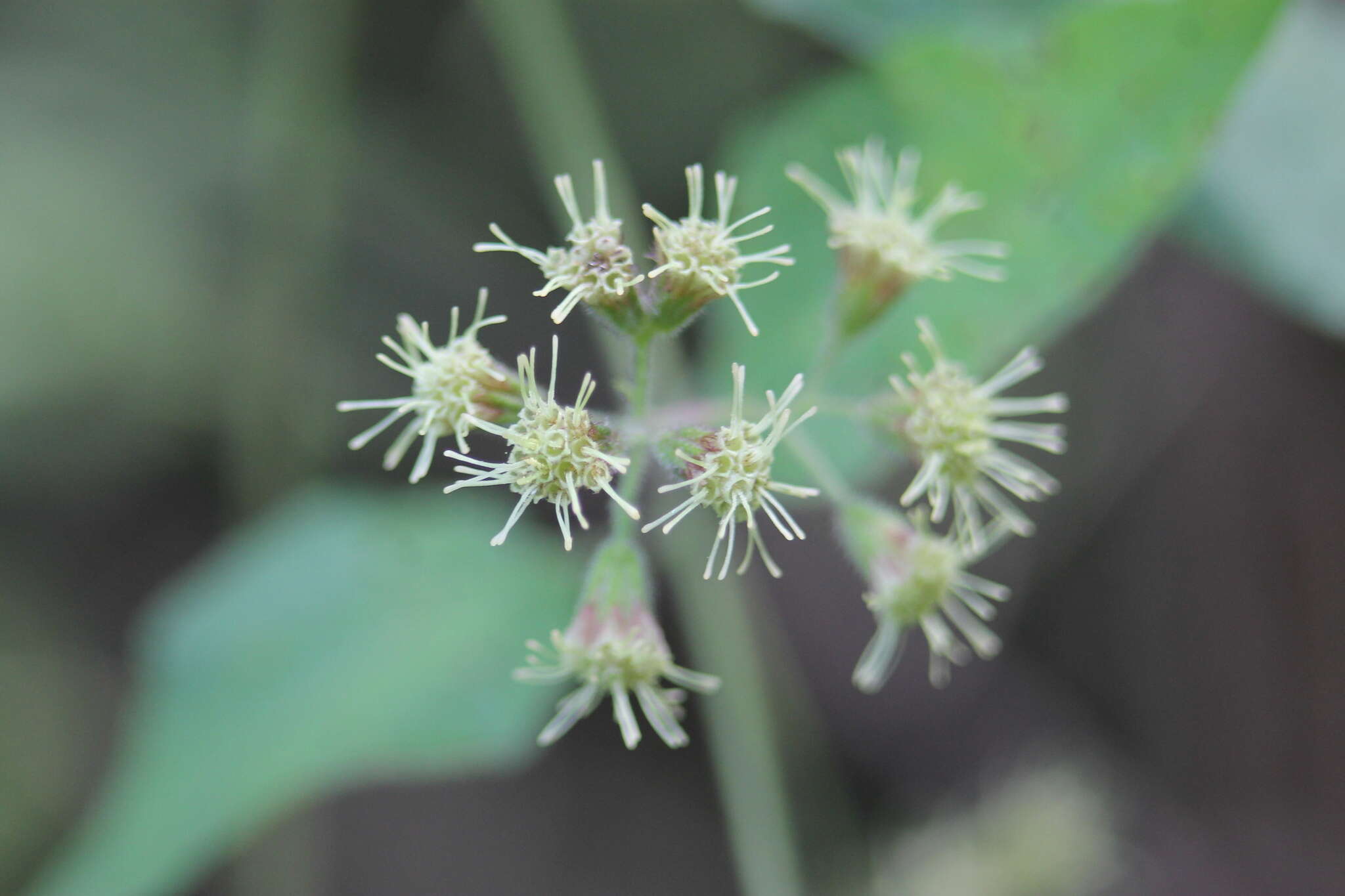 Koanophyllon longifolia (B. L. Rob.) R. King & H. Rob. resmi