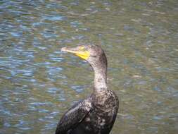 Image of Phalacrocorax auritus floridanus (Audubon 1835)