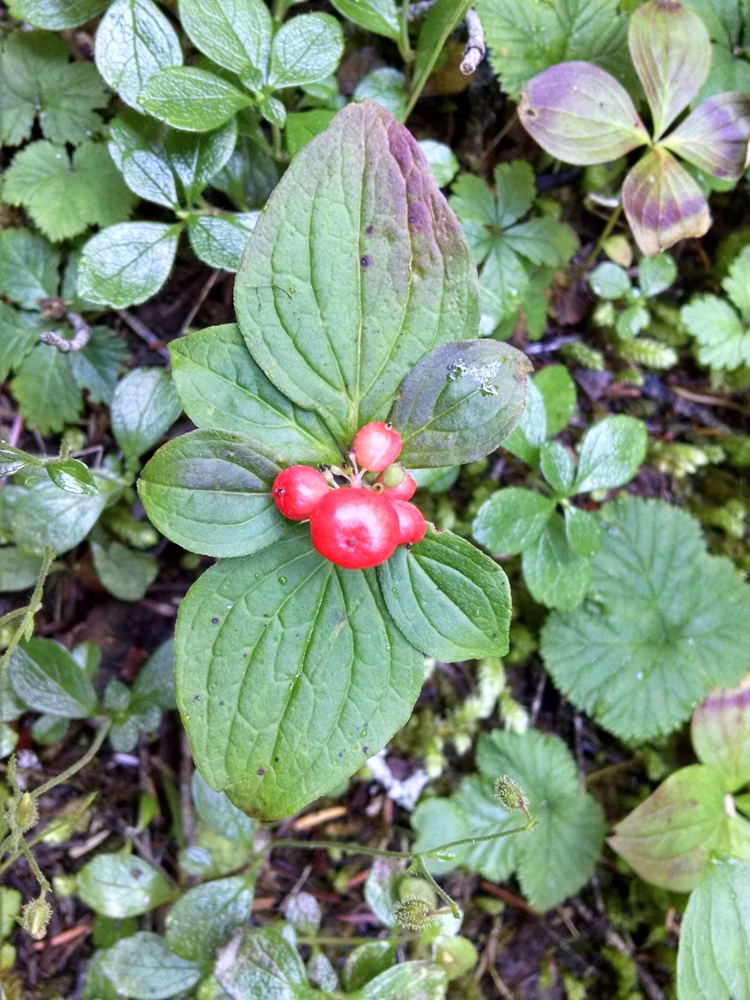 Image of western cordilleran bunchberry