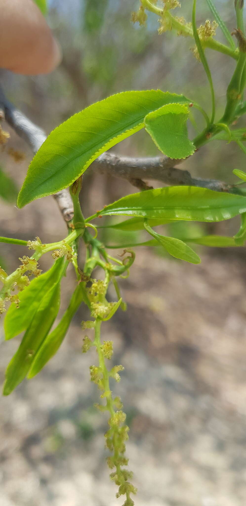 Pleradenophora lottiae (McVaugh) A. L. Melo & Esser的圖片