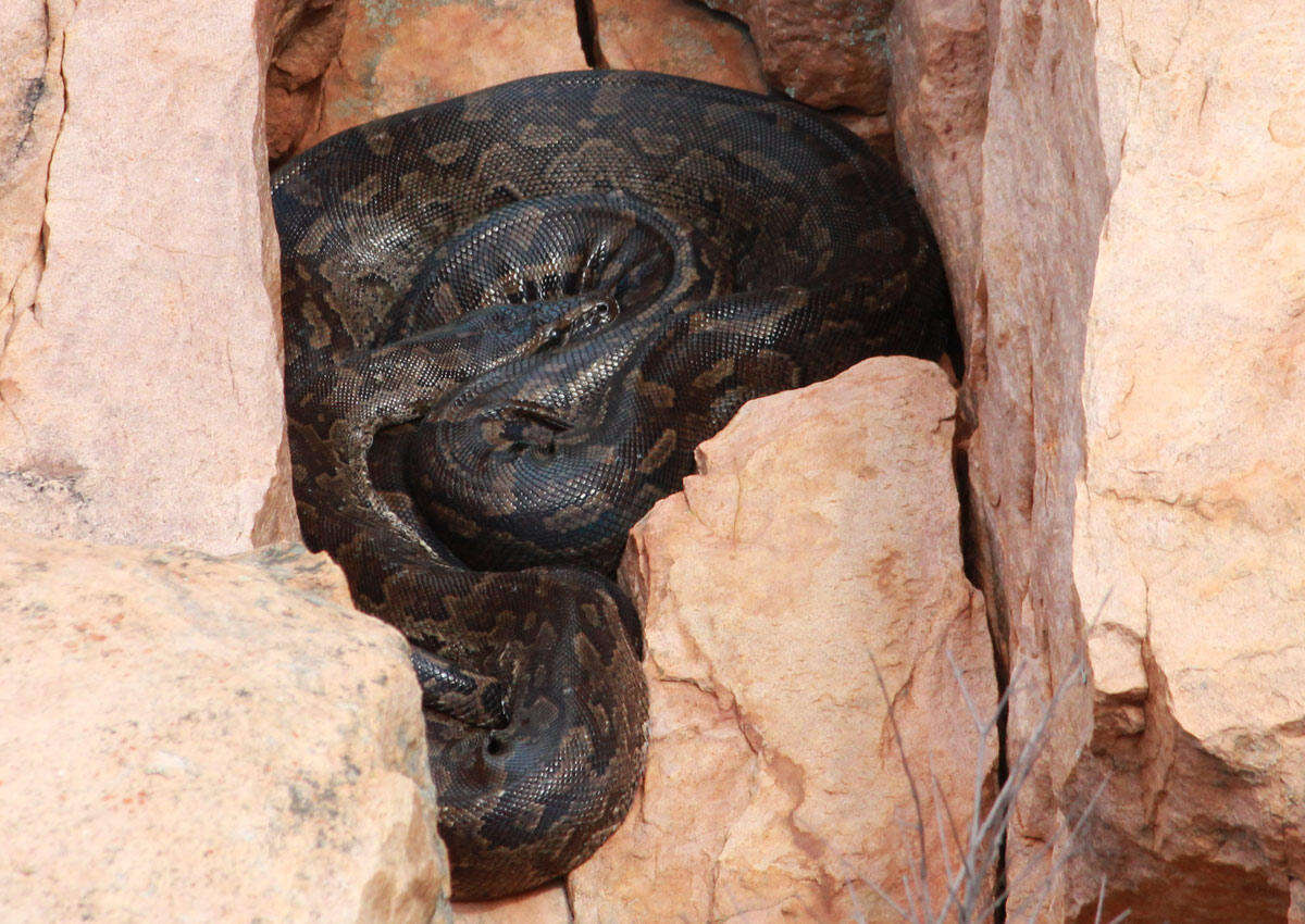 Image of Southern African Python