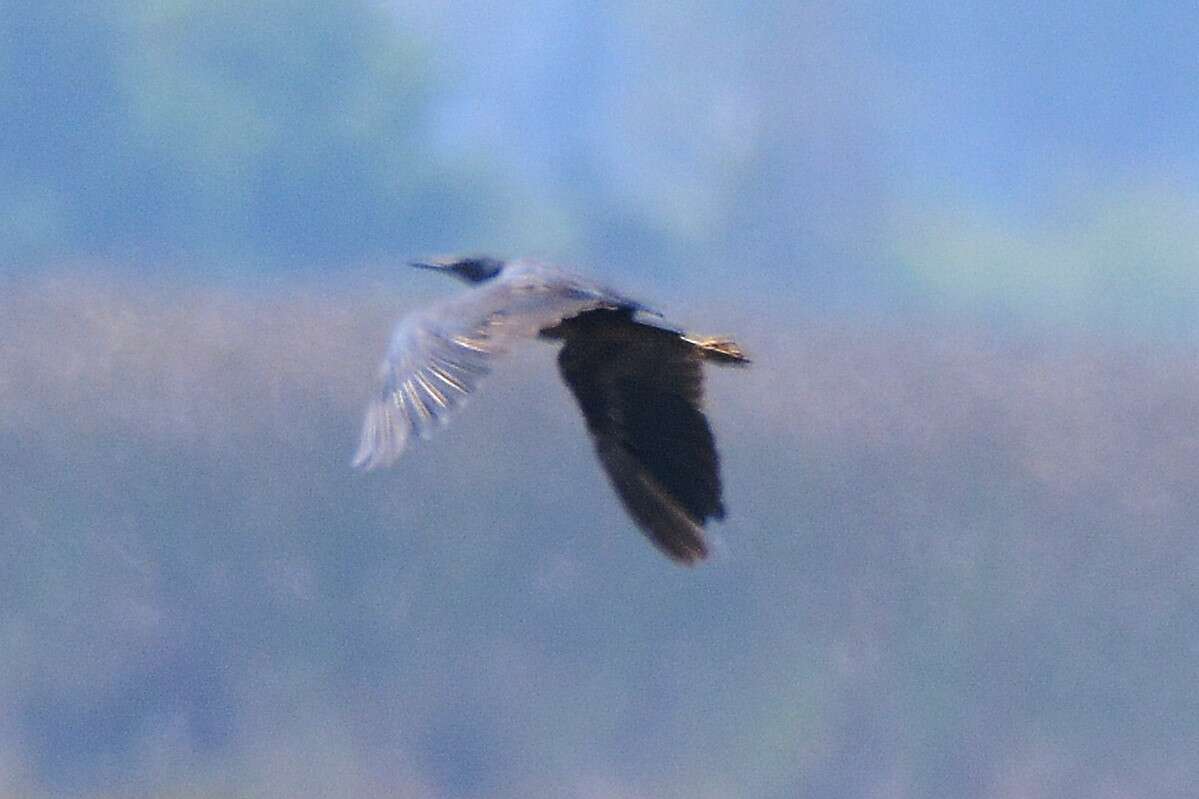 Image of Black Egret