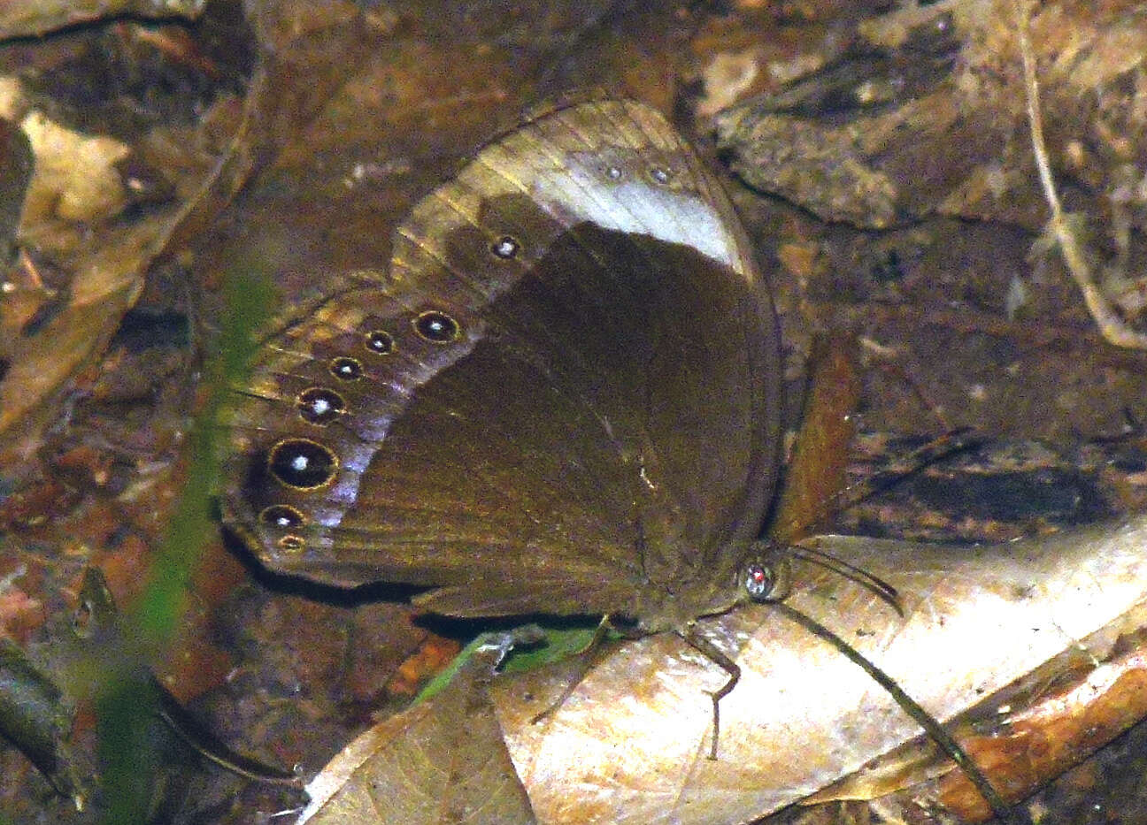 Image of Mycalesis anaxias Hewitson 1862