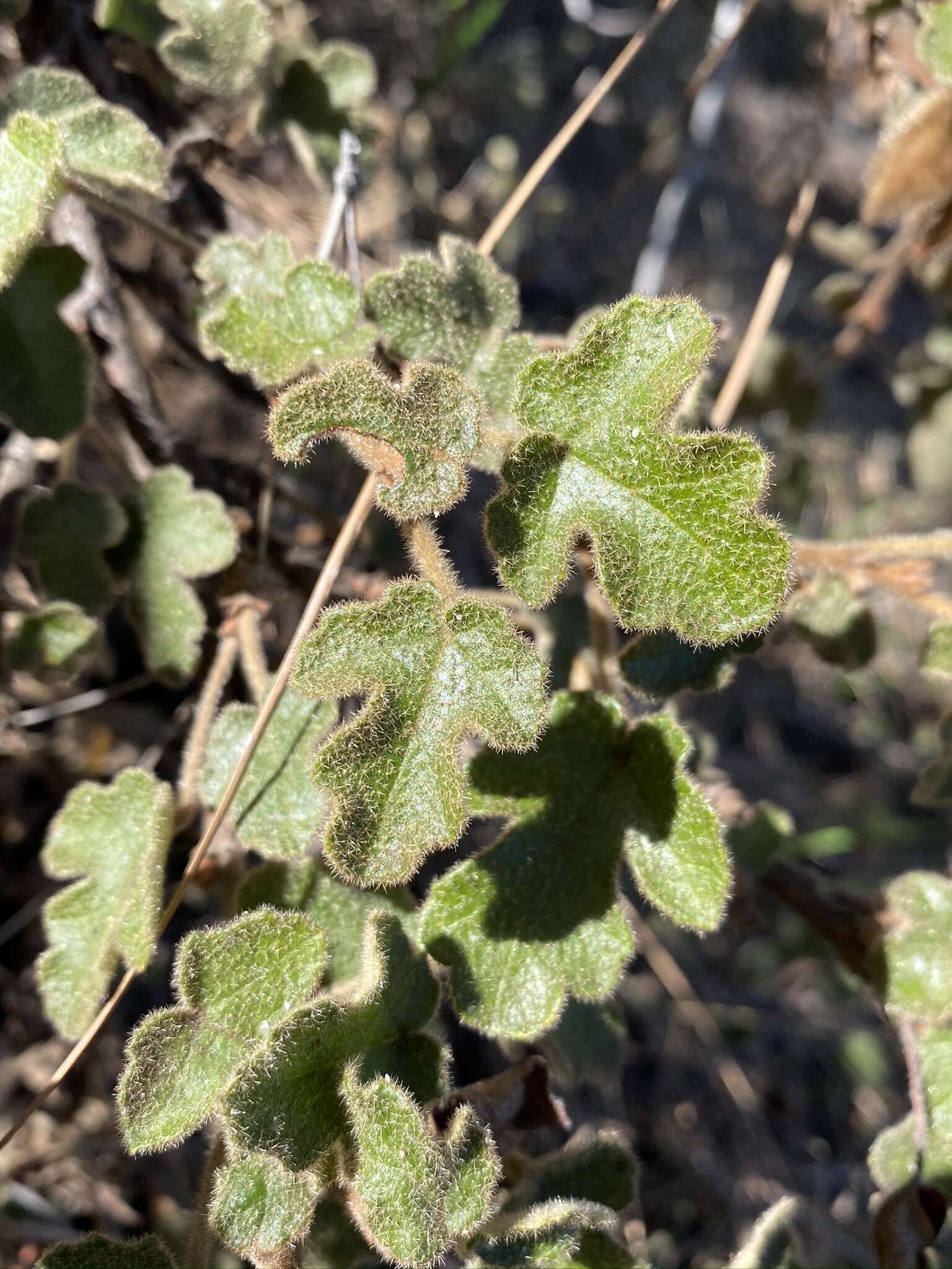 Image of Pine Hill flannelbush