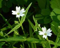 Image of tuber starwort