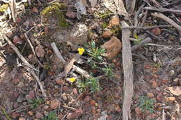 Image of Goodenia blackiana R. C. Carolin