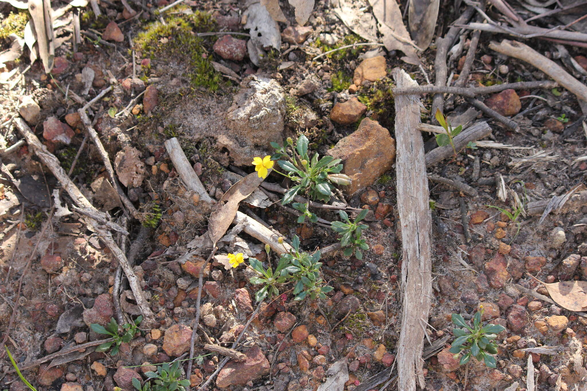 Image of Goodenia blackiana R. C. Carolin