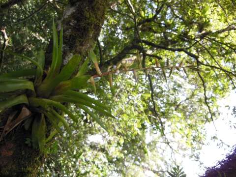 Image de Tillandsia orogenes Standl. & L. O. Williams