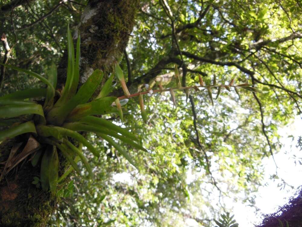 Image of Tillandsia orogenes Standl. & L. O. Williams