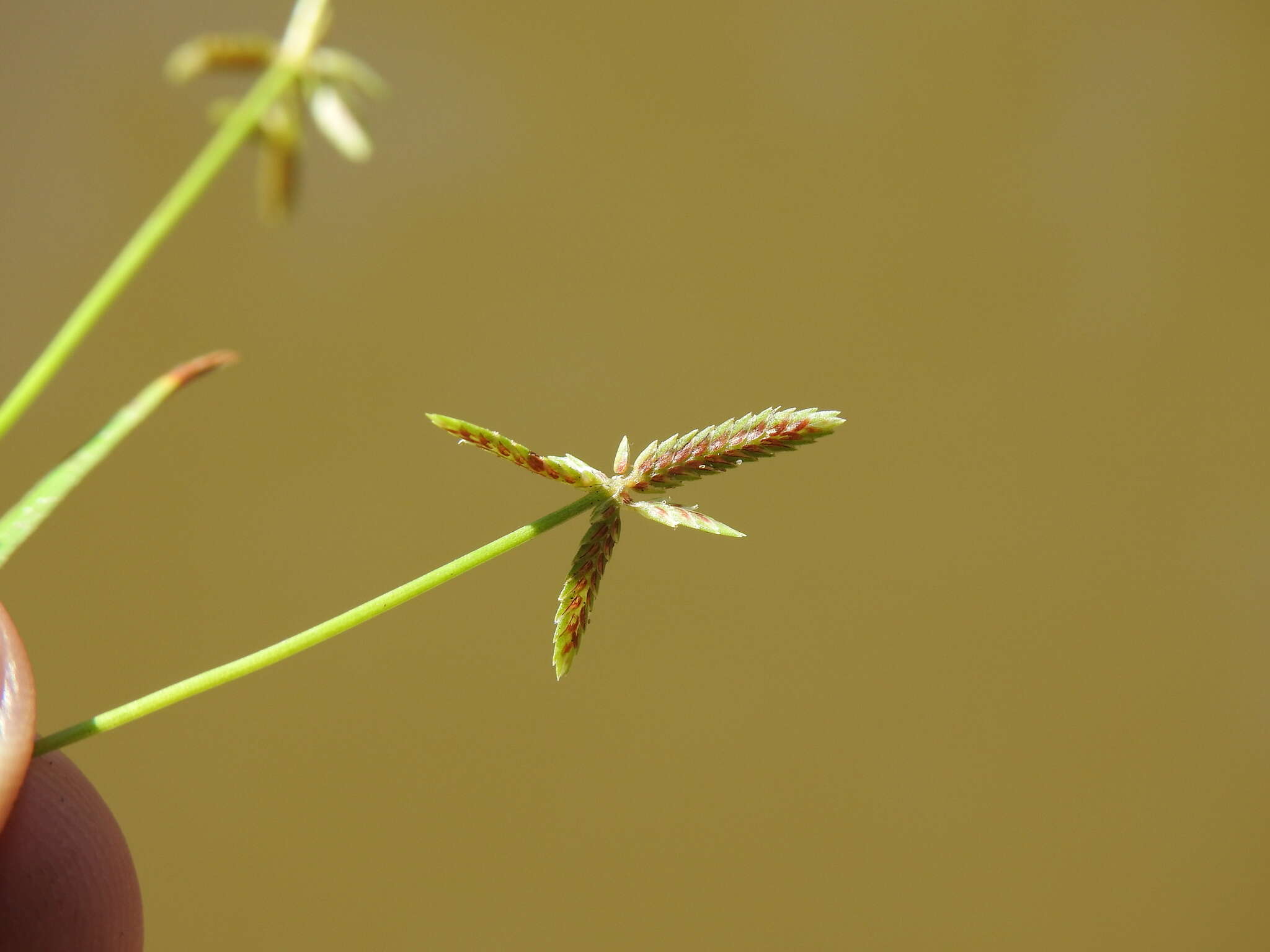 Image of Cyperus aquatilis R. Br.