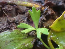 Image of Ranunculus glabrifolius Hook.