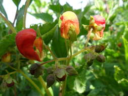 Image of Calceolaria pisacomensis Meyen ex Walp.