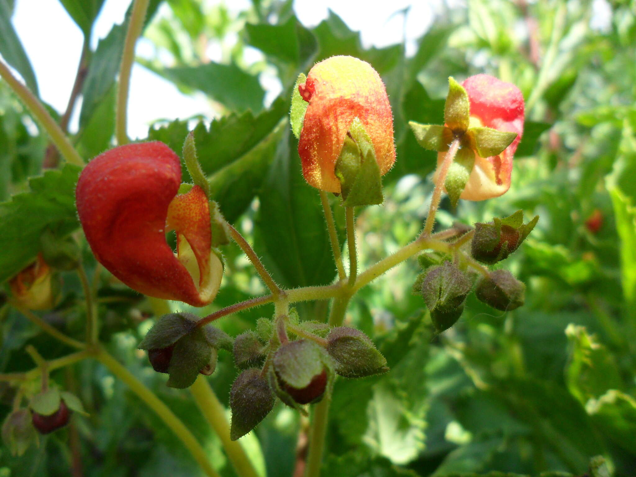 Image of Calceolaria pisacomensis Meyen ex Walp.