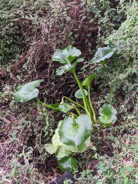 Image of Ornduffia calthifolia (F. Müll.) Tippery & Les