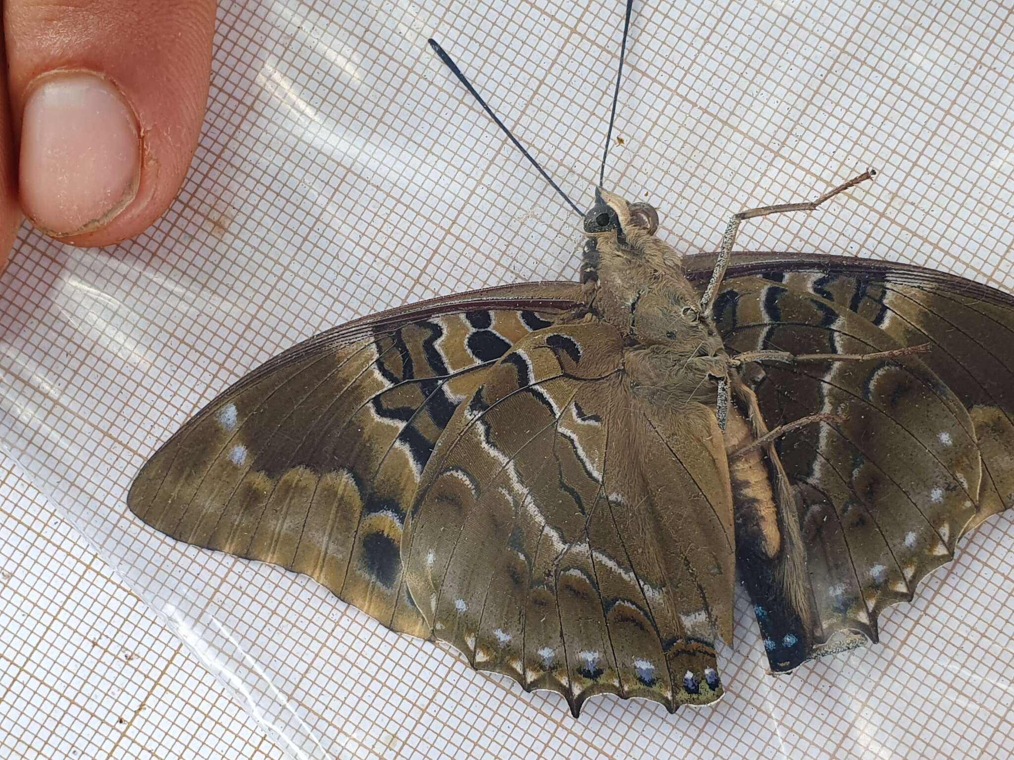 Image of Charaxes numenes Hewitson 1859