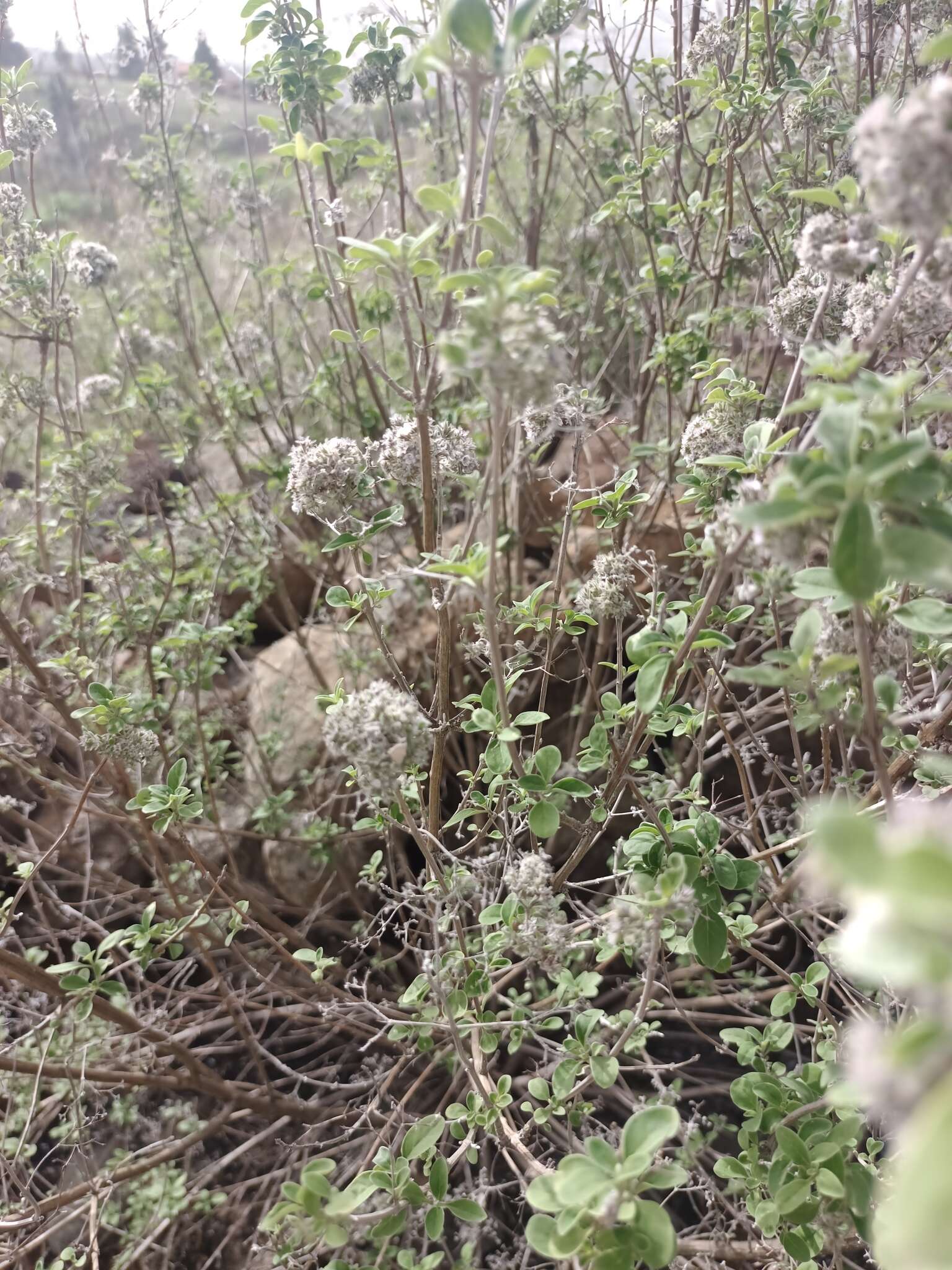 Image of Bystropogon origanifolius var. palmensis Bornm.