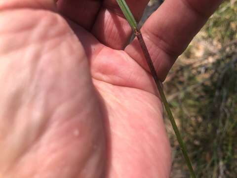 Image of Scleria sphacelata F. Muell.