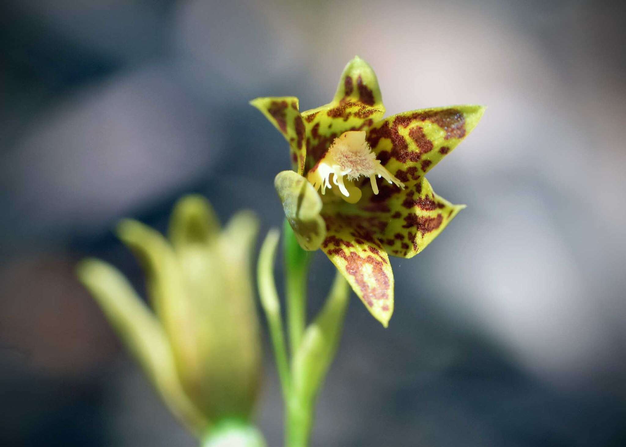 صورة Thelymitra fuscolutea R. Br.