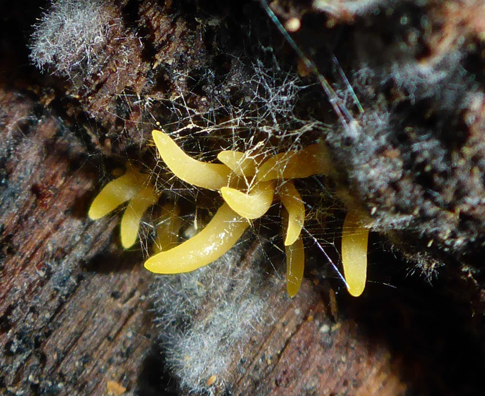 Image de Mucronella flava Corner 1953