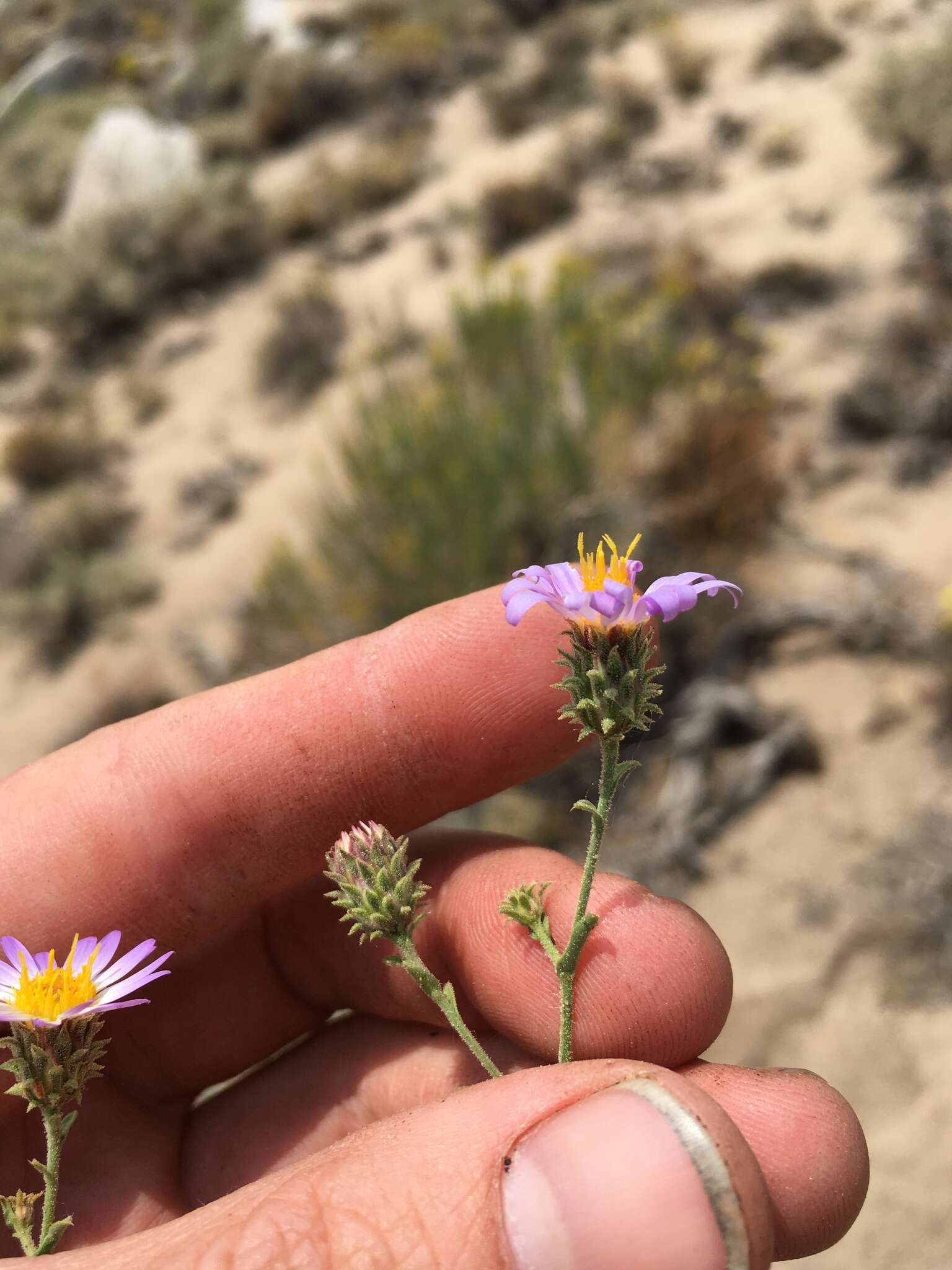 Imagem de Dieteria canescens var. canescens