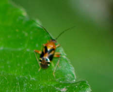 Image of Horciasisca insignis Carvalho 1976