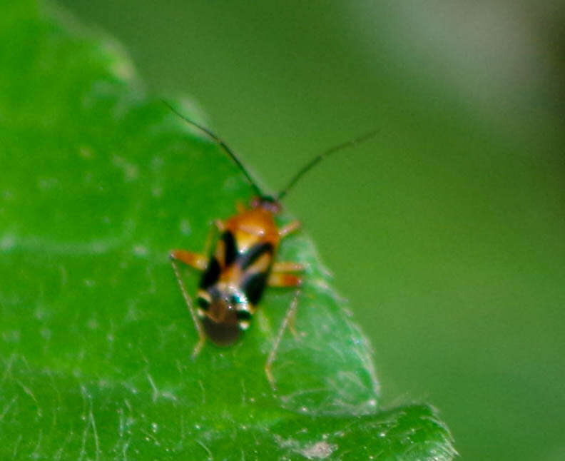 Image of Horciasisca insignis Carvalho 1976