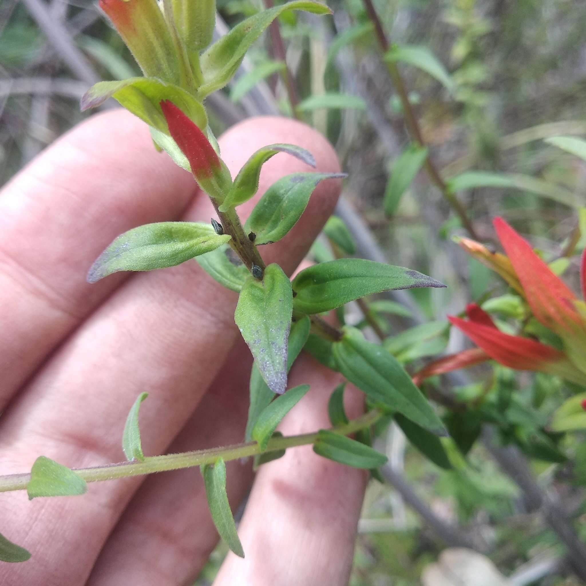 Image of Castilleja tenuiflora var. tancitaroana (G. L. Nesom) J. M. Egger