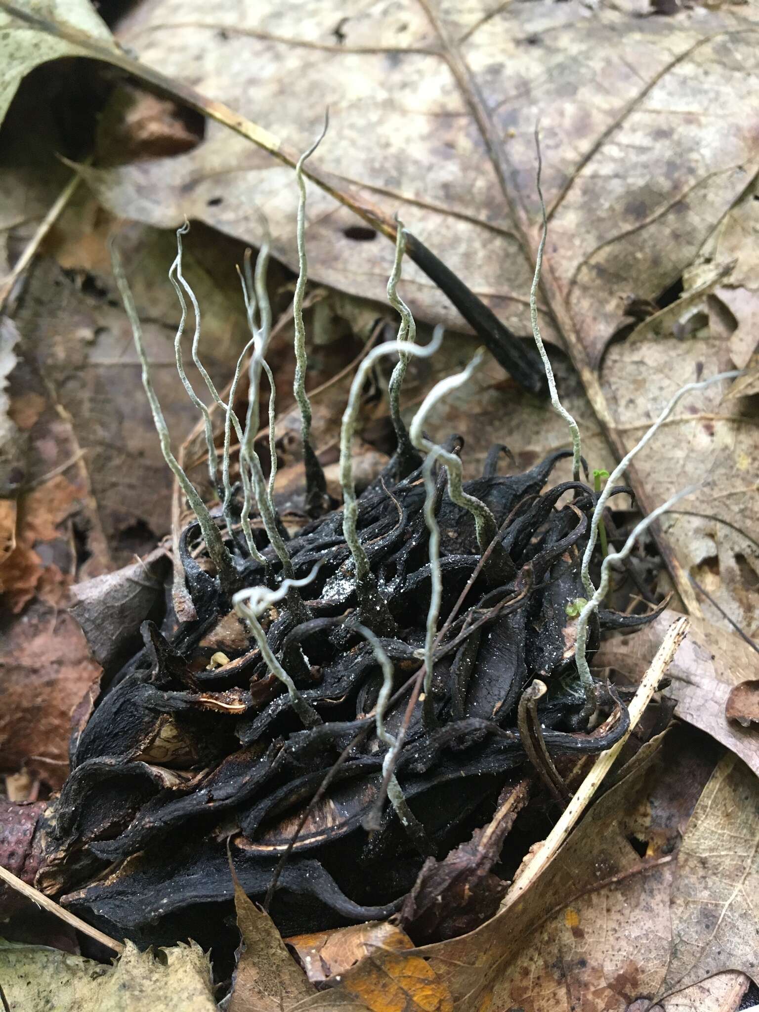 Imagem de Xylaria magnoliae J. D. Rogers 1979