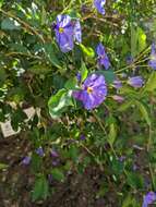 Image of Blue Potato Bush