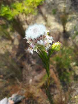 Image of Serruria heterophylla Meissn.