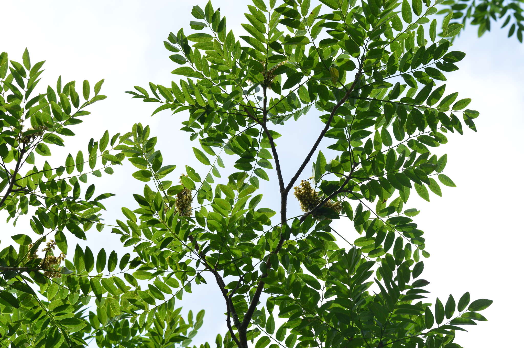 Imagem de Maackia taiwanensis H. Hoshi & H. Ohashi