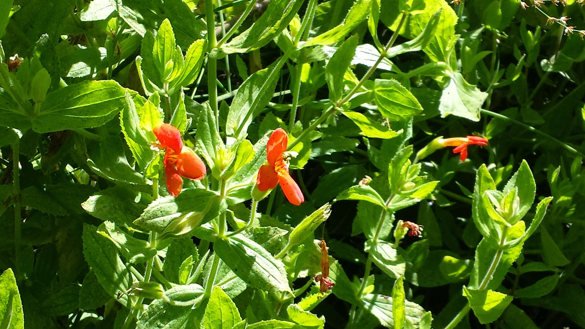 Image of Scarlet Monkey-Flower