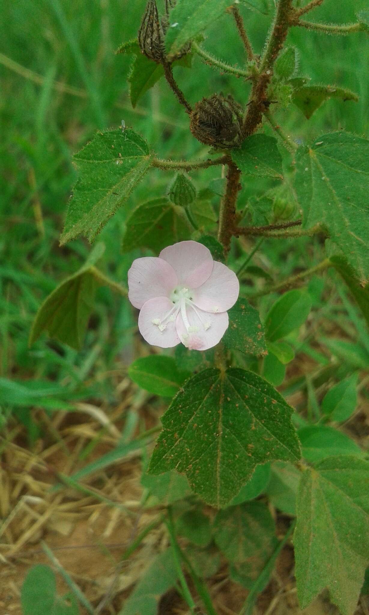 Image of Pavonia zeylanica (L.) Cav.