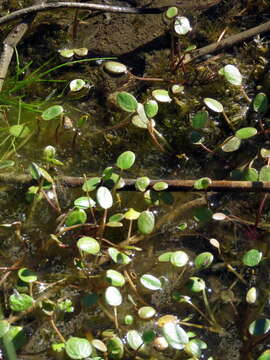 Image of Limosella grandiflora Benth.