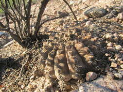 Image of Gymnocalycium glaucum F. Ritter