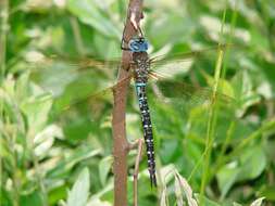 Image of Spatterdock Darner