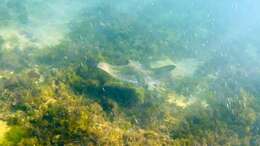 Image of Australian Eagle Ray