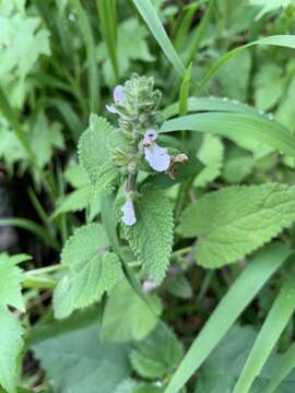 Stachys grandifolia E. Mey.的圖片