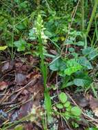 Image de Dactylorhiza romana subsp. guimaraesii (E. G. Camus) H. A. Pedersen