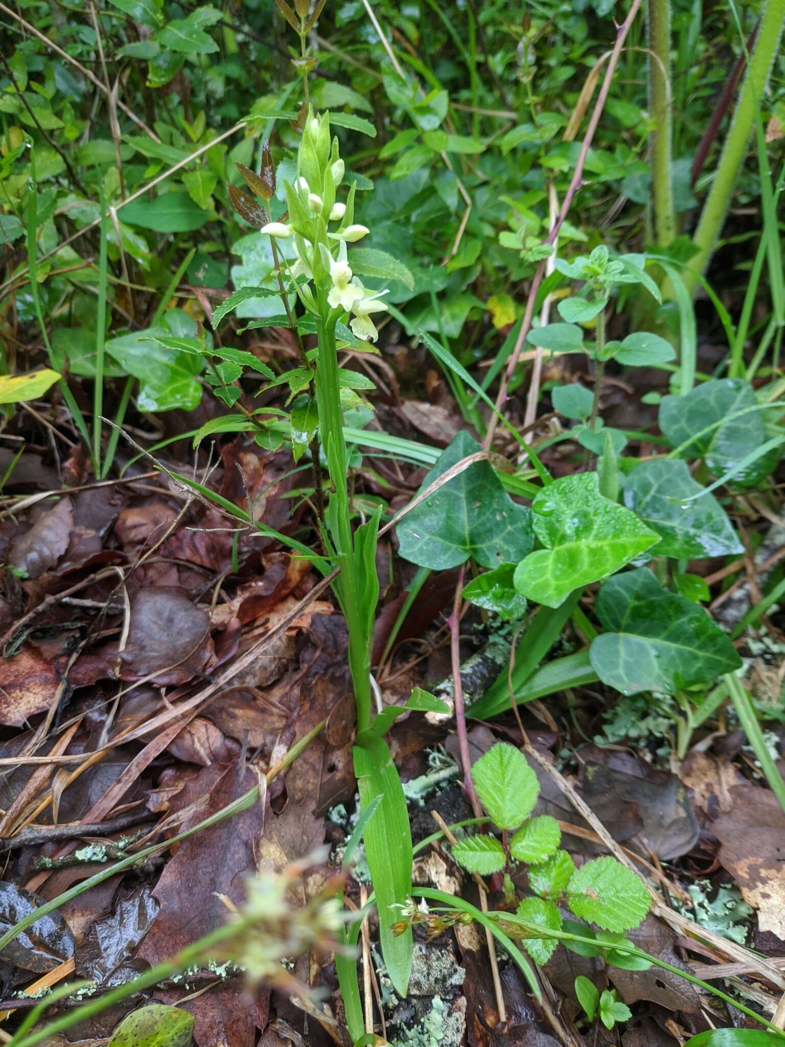 Image of Dactylorhiza romana subsp. guimaraesii (E. G. Camus) H. A. Pedersen